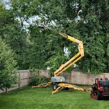 Best Palm Tree Trimming  in Pike Creek Valley, DE