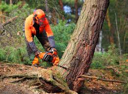 Best Tree Disease Treatment  in Pike Creek Valley, DE