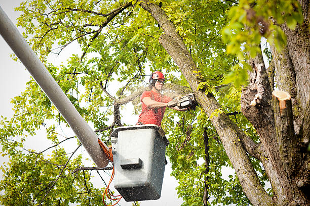 Best Emergency Tree Removal  in Pike Creek Valley, DE