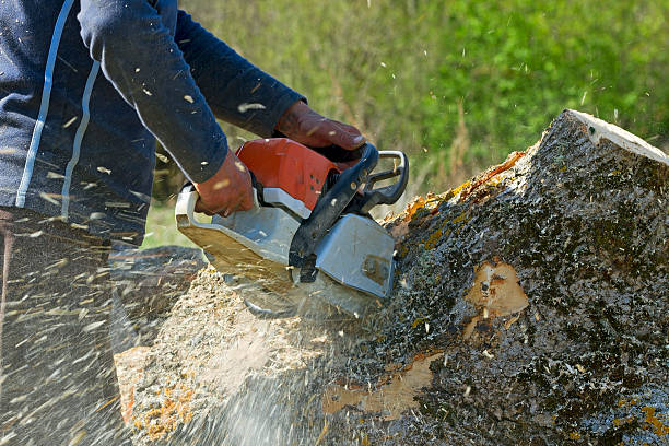 Why Choose Our Tree Removal Services in Pike Creek Valley, DE?