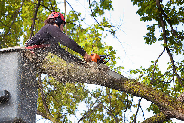  Pike Creek Valley, DE Tree Services Pros